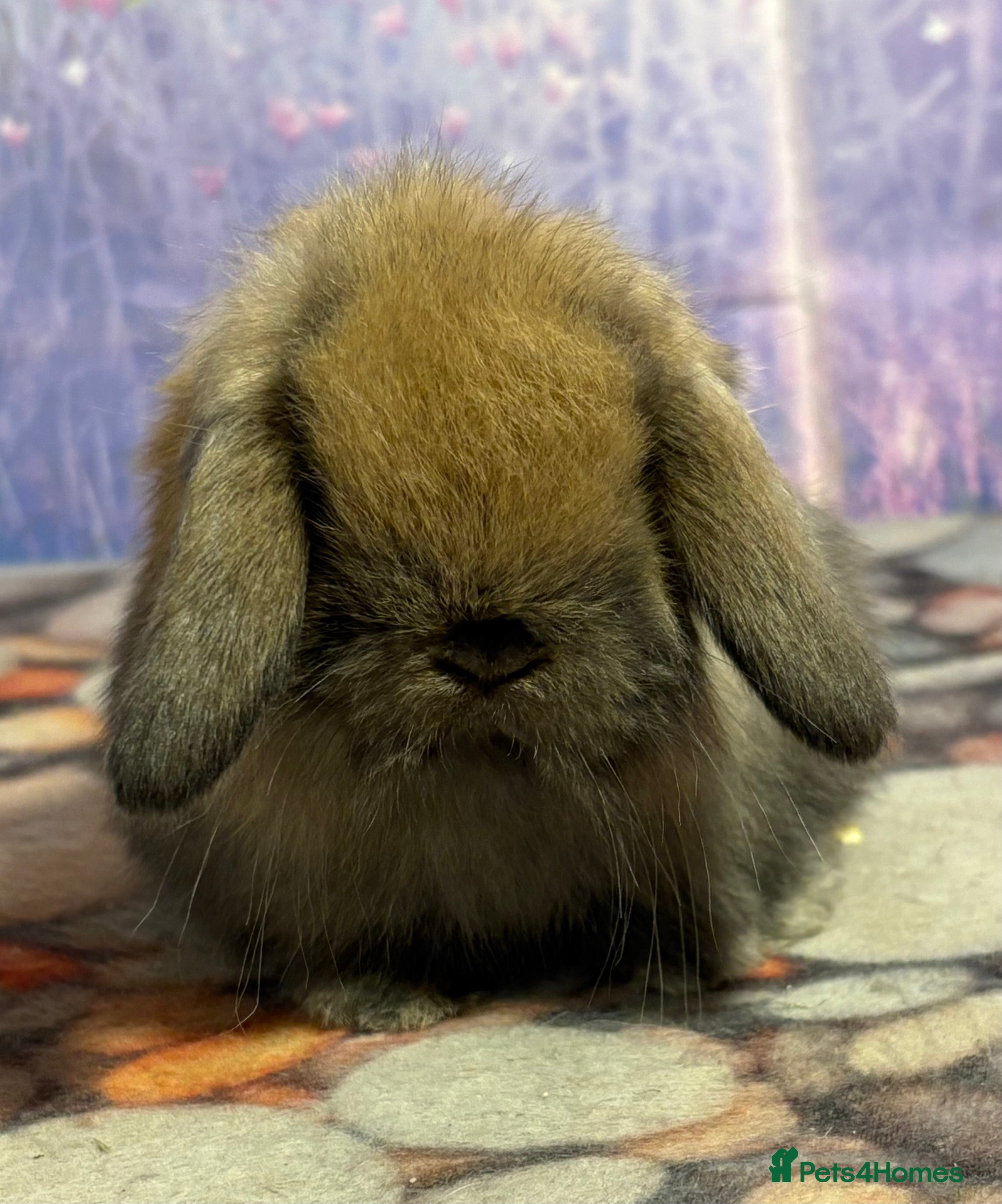 Mini Lop rabbits Mini lops vaccinated ready to leave 10th jan - Advert 13