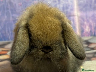Mini Lop rabbits Mini lops vaccinated ready to leave 10th jan - Advert 13