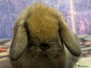 Mini Lop rabbits Mini lops vaccinated ready to leave 10th jan - Advert 20