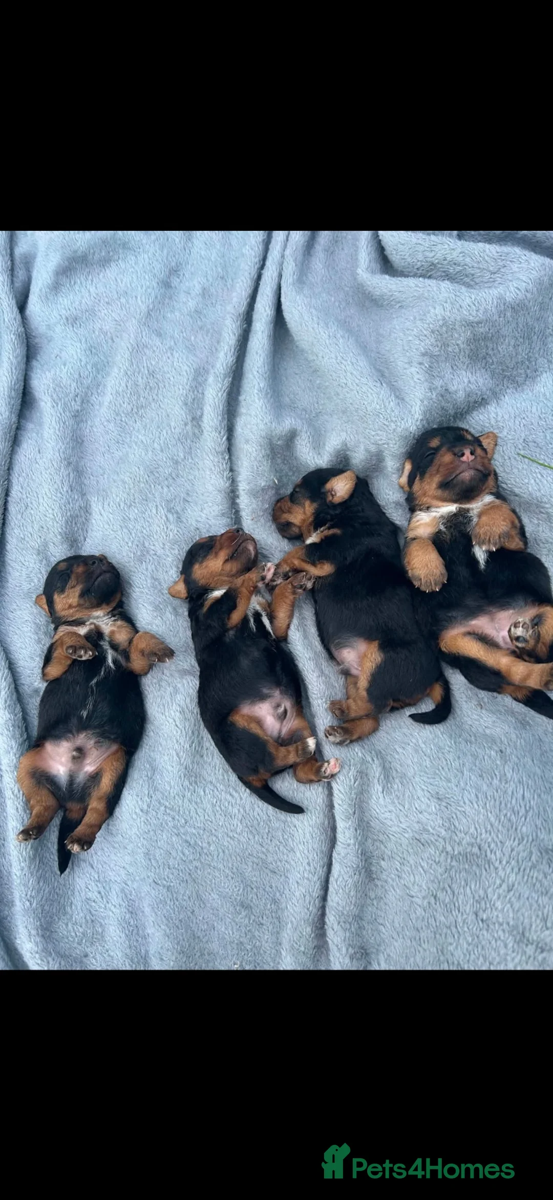 Lakeland Terrier dogs for sale: Lakeland puppies  in Liskeard - Advert 1