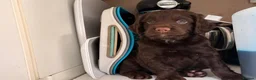 Cocker Spaniel dogs for sale: Stunning Cocker Pups  - Advert 8