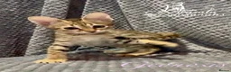 Savannah cats for sale: Young adult F3 female on active register  - Advert 7