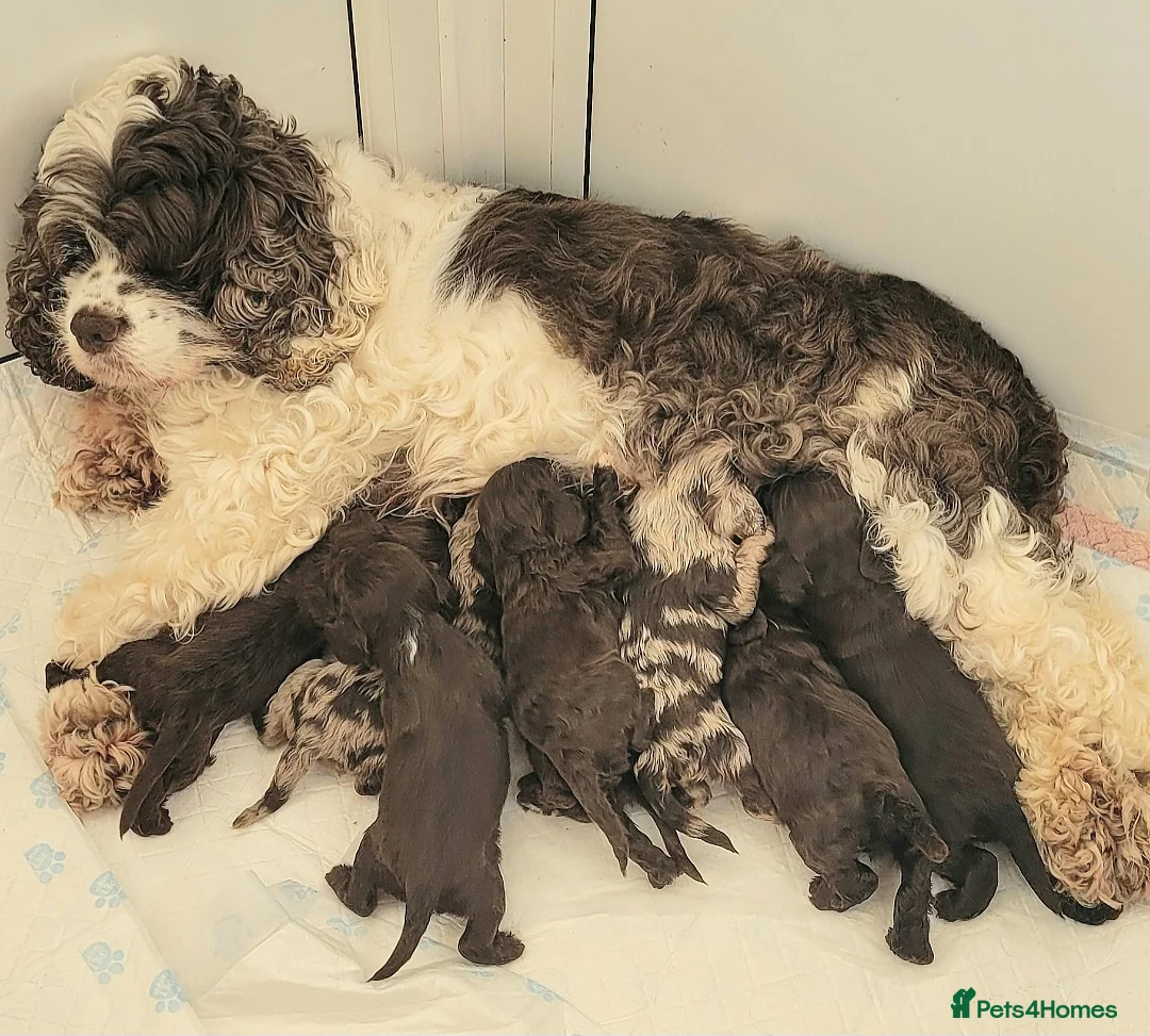 Mixed Breed dogs for sale: CAVAPOO PUPPIES FOR SALE - Advert 1