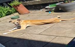 Greyhound dogs for sale: Mako - 9 month old greyhound - sweetest little boy - Image 6