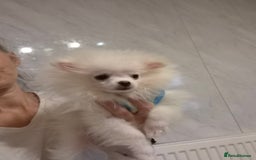 Pomeranian dogs for sale: 💝💝High-quality Korea/Russia Beautiful boys💝💝 - Image 20