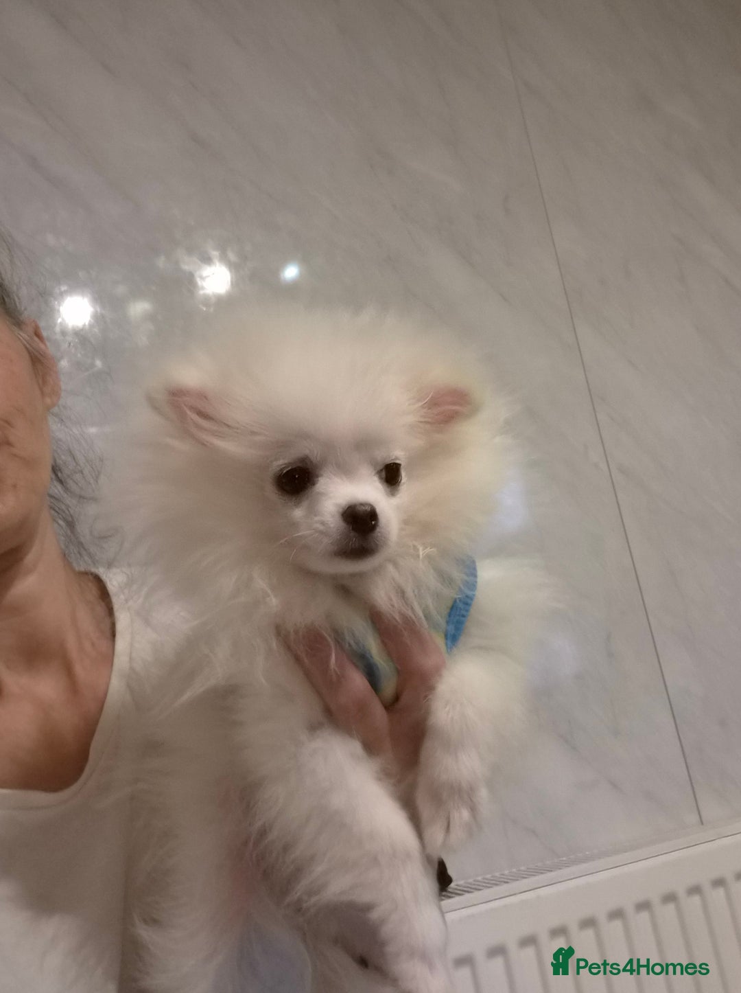 Pomeranian dogs for sale: 💝💝High-quality Korea/Russia Beautiful boys💝💝 - Image 20