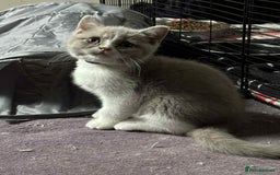 British Shorthair cats for sale: British short hair boy still available - Image 2