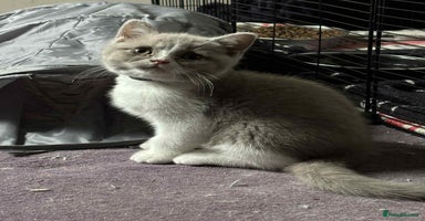 British Shorthair cats - Advert 1
