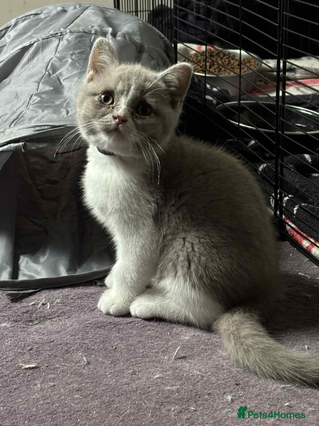 British Shorthair cats for sale: British short hair boy still available - Image 2