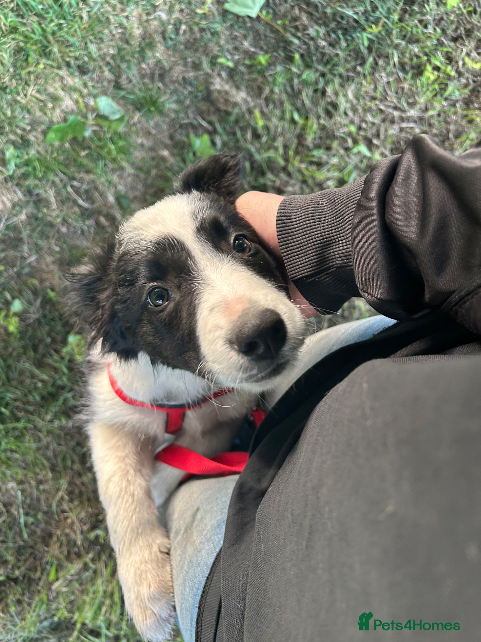 Border Collie dogs stunning old fashion collie boy - Advert 3