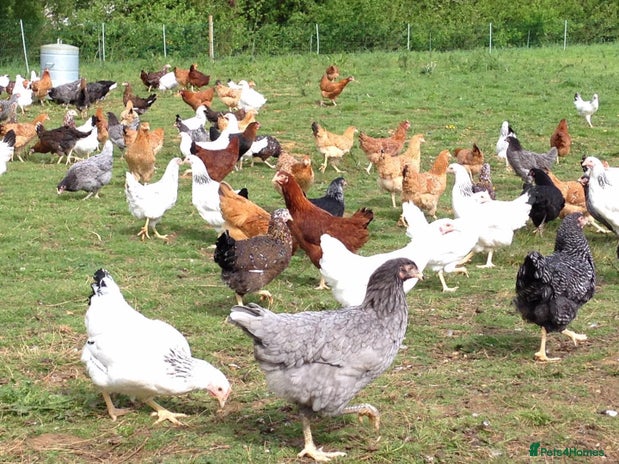 Chickens poultry - Advert 13