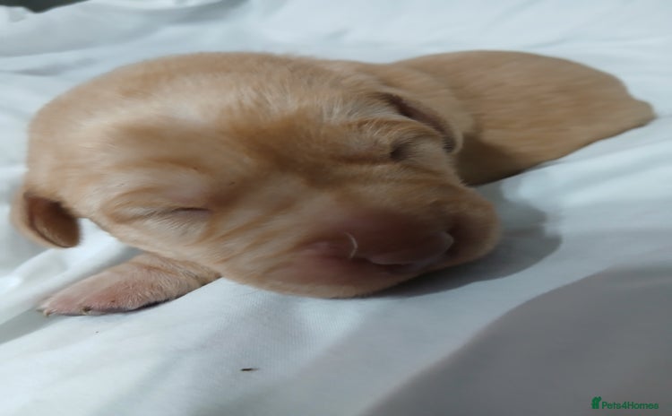 Labrador Retriever dogs - Advert 3