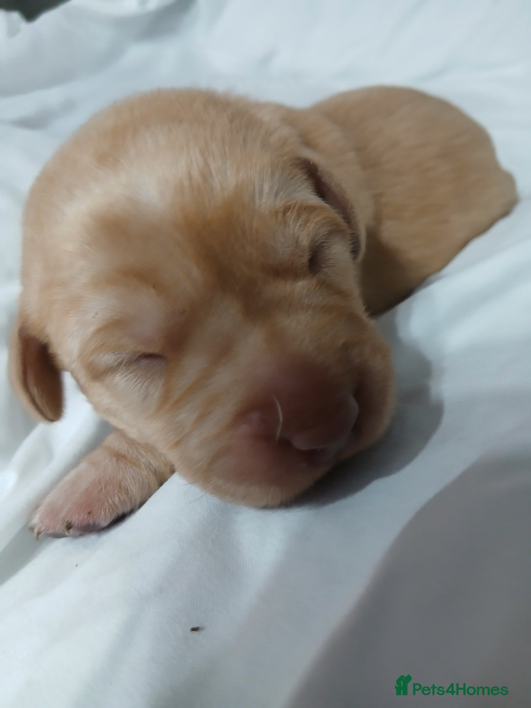 Labrador Retriever dogs for sale: Chunky labrador puppies  - Image 8