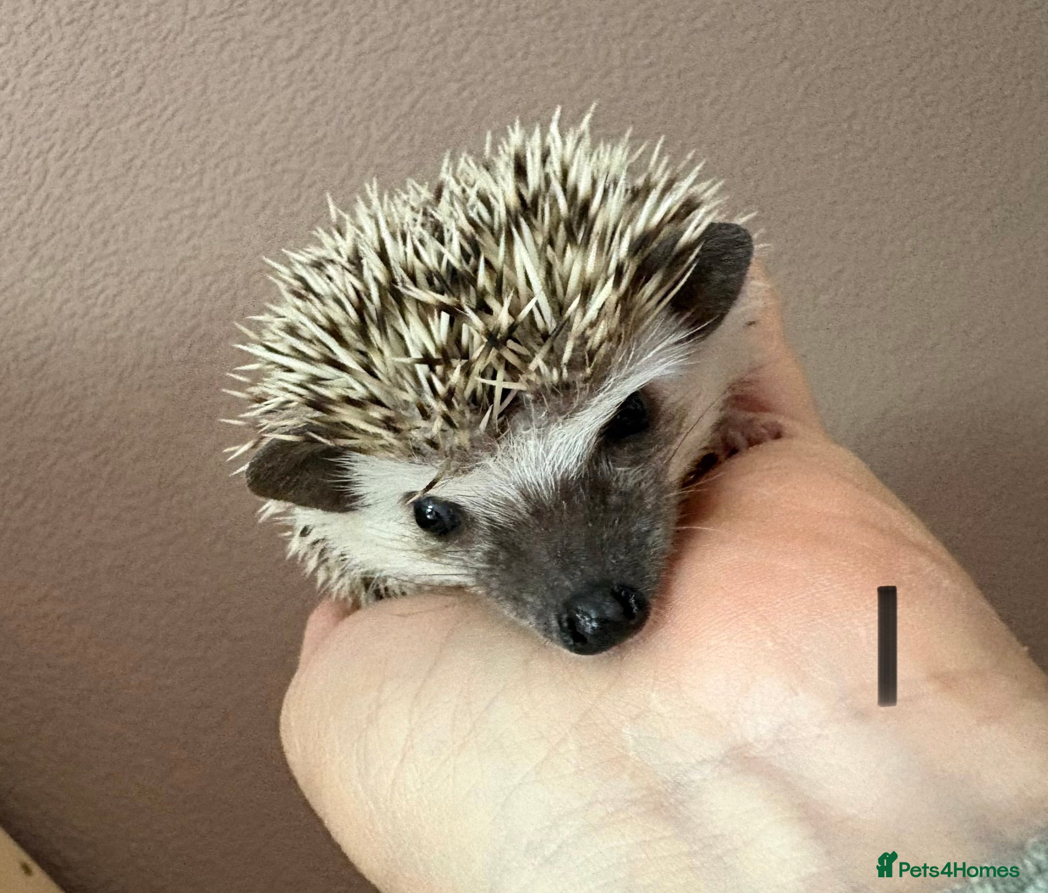 Pygmy Hedgehog rodents African Pygmy baby hedgehogs for sale  - Advert 2