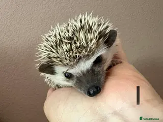 Pygmy Hedgehog rodents African Pygmy baby hedgehogs for sale - Advert 2