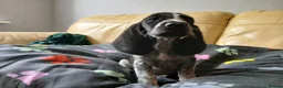Mixed Breed dogs for sale: KC Basset Hound x KC German Shorthaired Pointer  - Advert 18