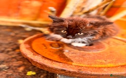 Mixed Breed cats for sale: two boys and a girl - Image 16