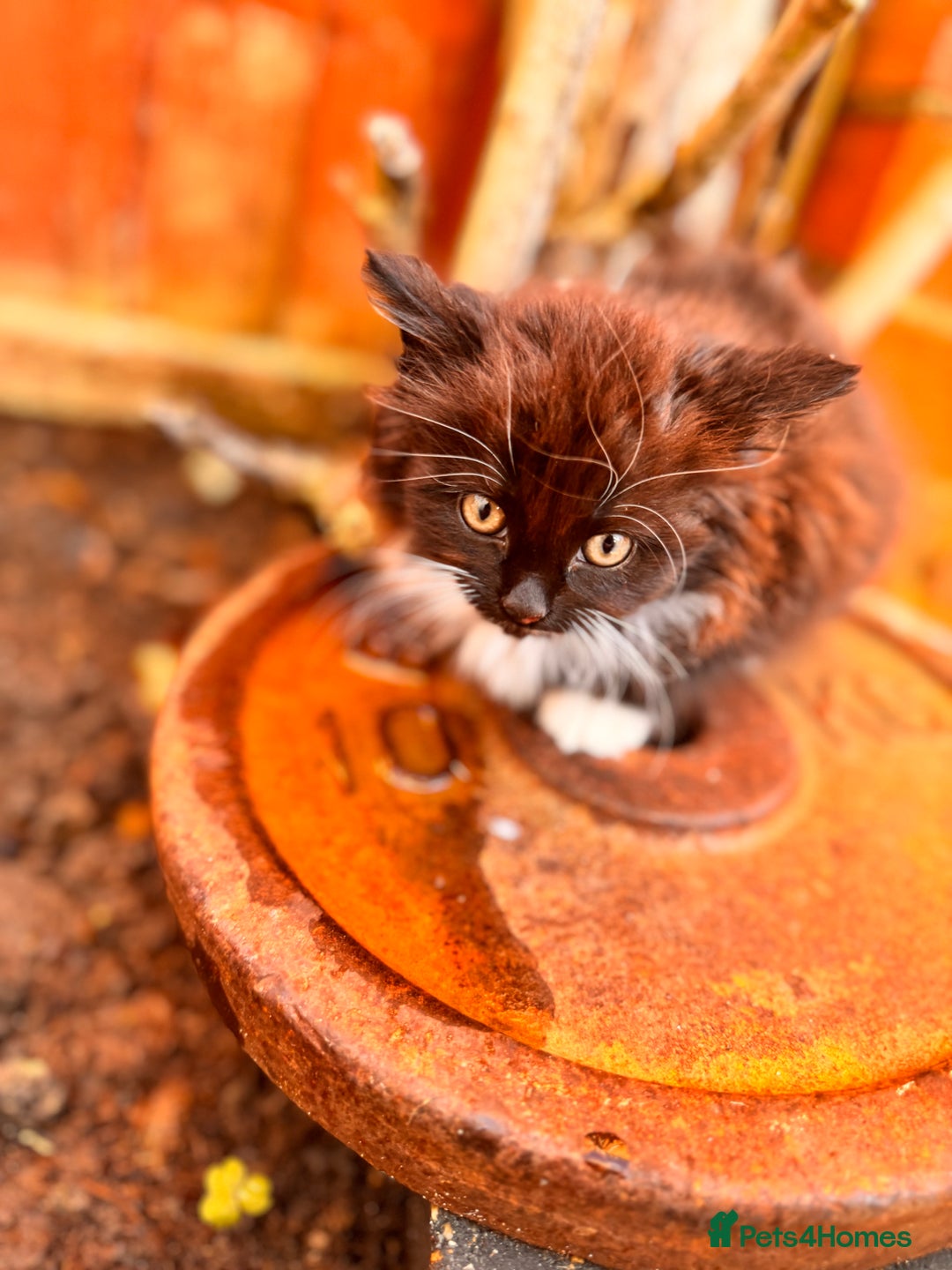 Mixed Breed cats for sale: two boys and a girl - Image 16