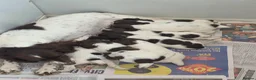 English Springer Spaniel dogs for sale: English Springer Spaniel Puppies - Advert 4