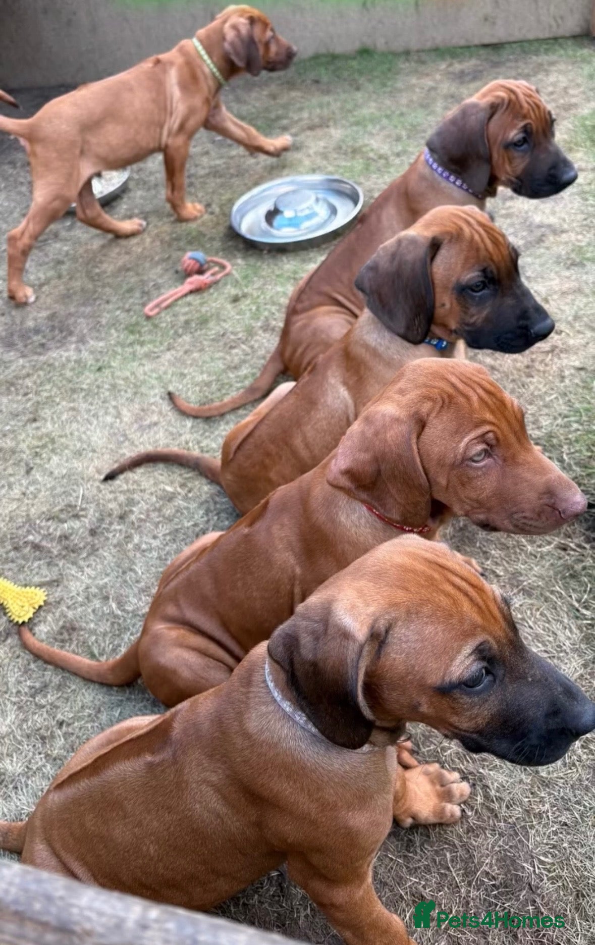 Rhodesian Ridgeback dogs Rhodesian Ridgeback puppies, health tested kc reg - Advert 2