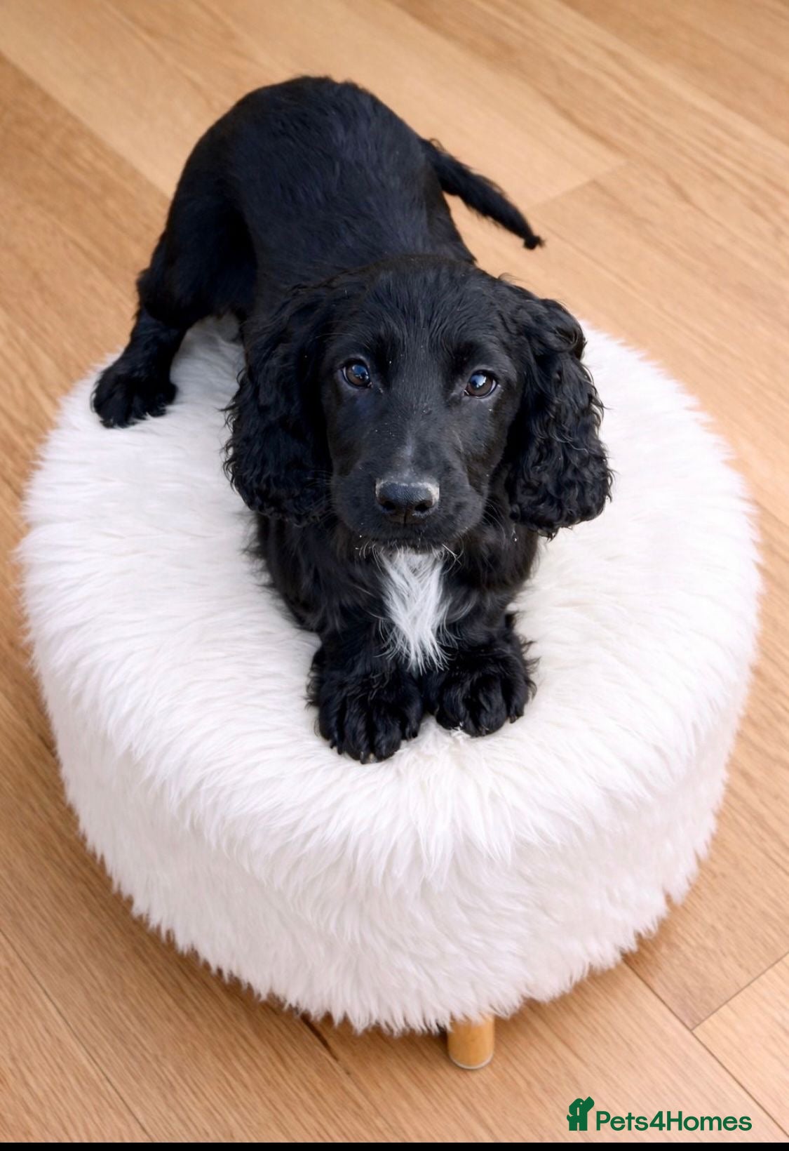 Cocker Spaniel dogs Black and white cocker spaniel  - Advert 20