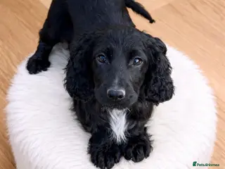 Cocker Spaniel dogs Black and white cocker spaniel - Advert 17