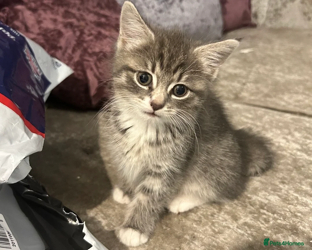 Mixed Breed cats for sale: Beautiful kittens  - Advert 4