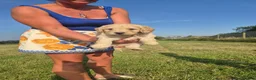 Cockapoo dogs for sale: 5 excellent F1 cockapoos  - Advert 6