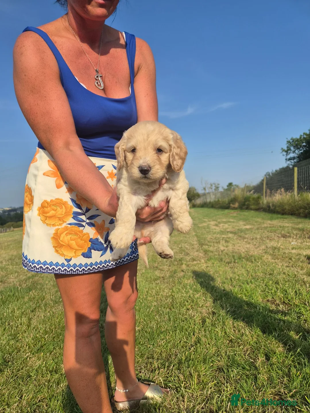 Cockapoo dogs for sale: 5 excellent F1 cockapoos  - Advert 6