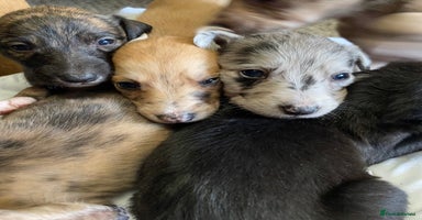 Mixed Breed dogs - Advert 5