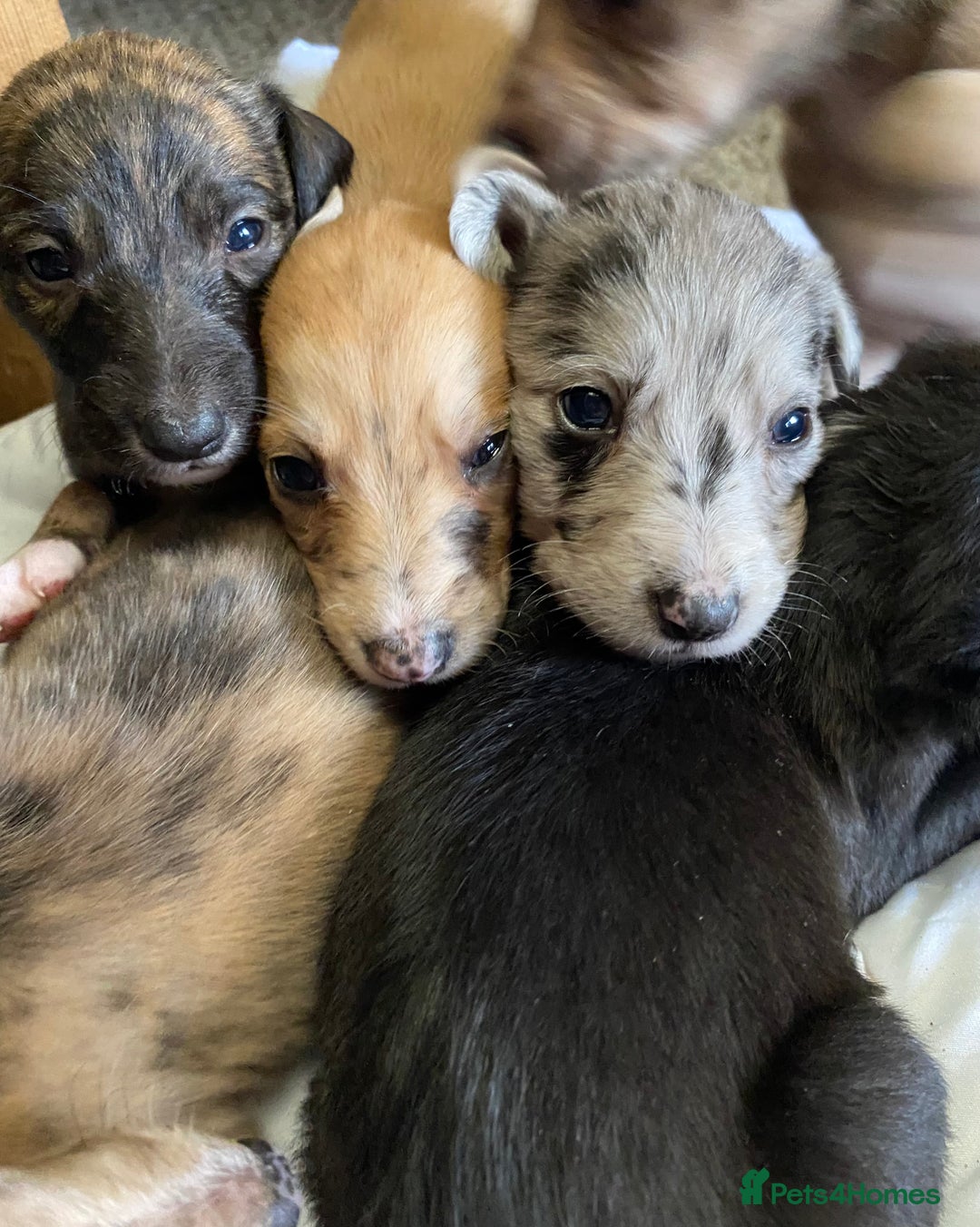 Mixed Breed dogs for sale: Deerhound greyhound collie puppies  - Image 2