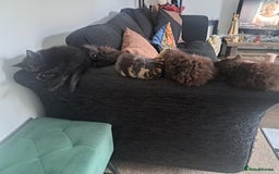 British Shorthair cats for sale: 8 week old Black kitten £30 - Image 7