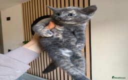 Mixed Breed cats for sale: 5 beautiful mixed British short hair  ✨ - Image 3