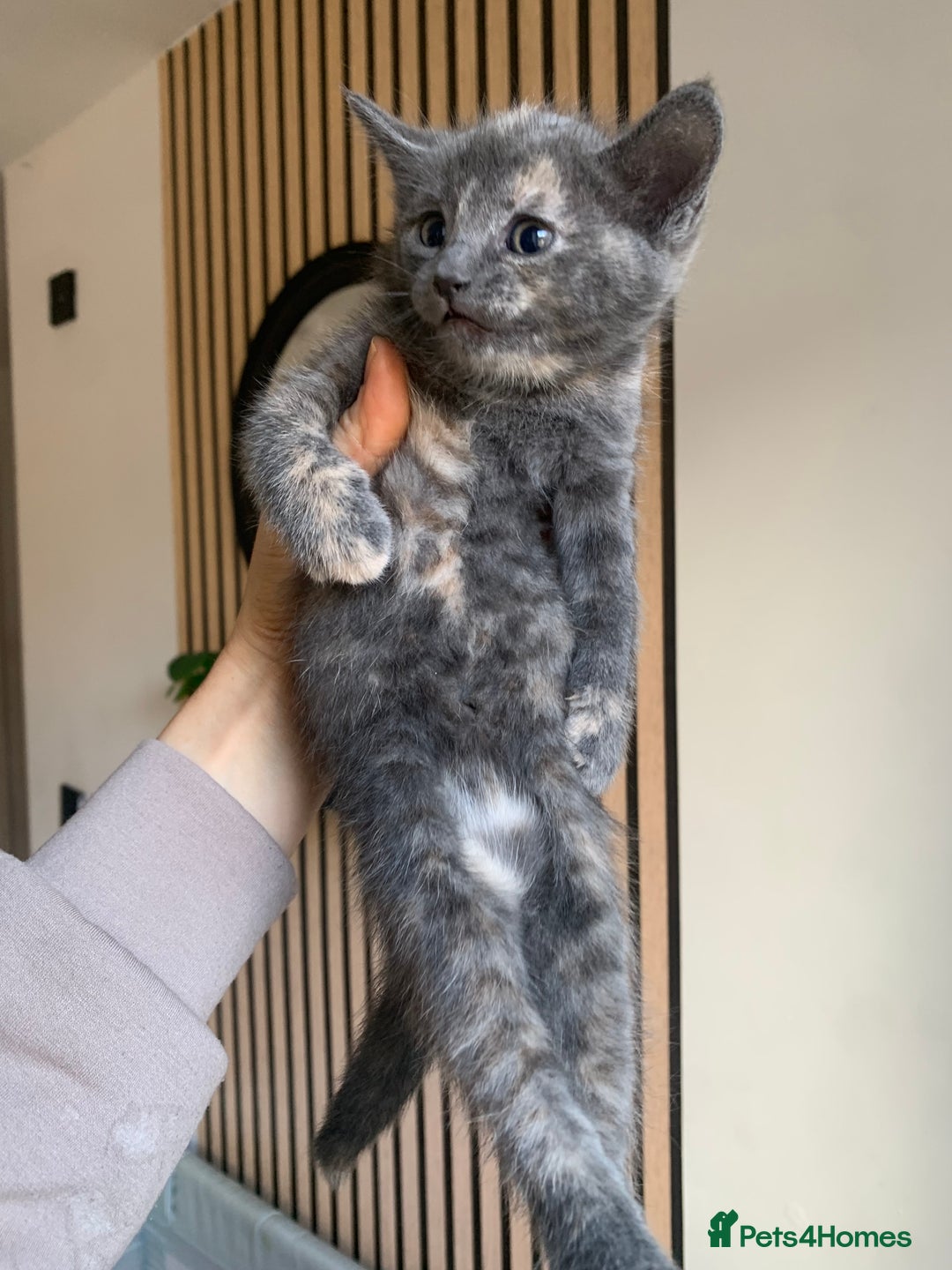 Mixed Breed cats for sale: 5 beautiful mixed British short hair  ✨ - Image 3