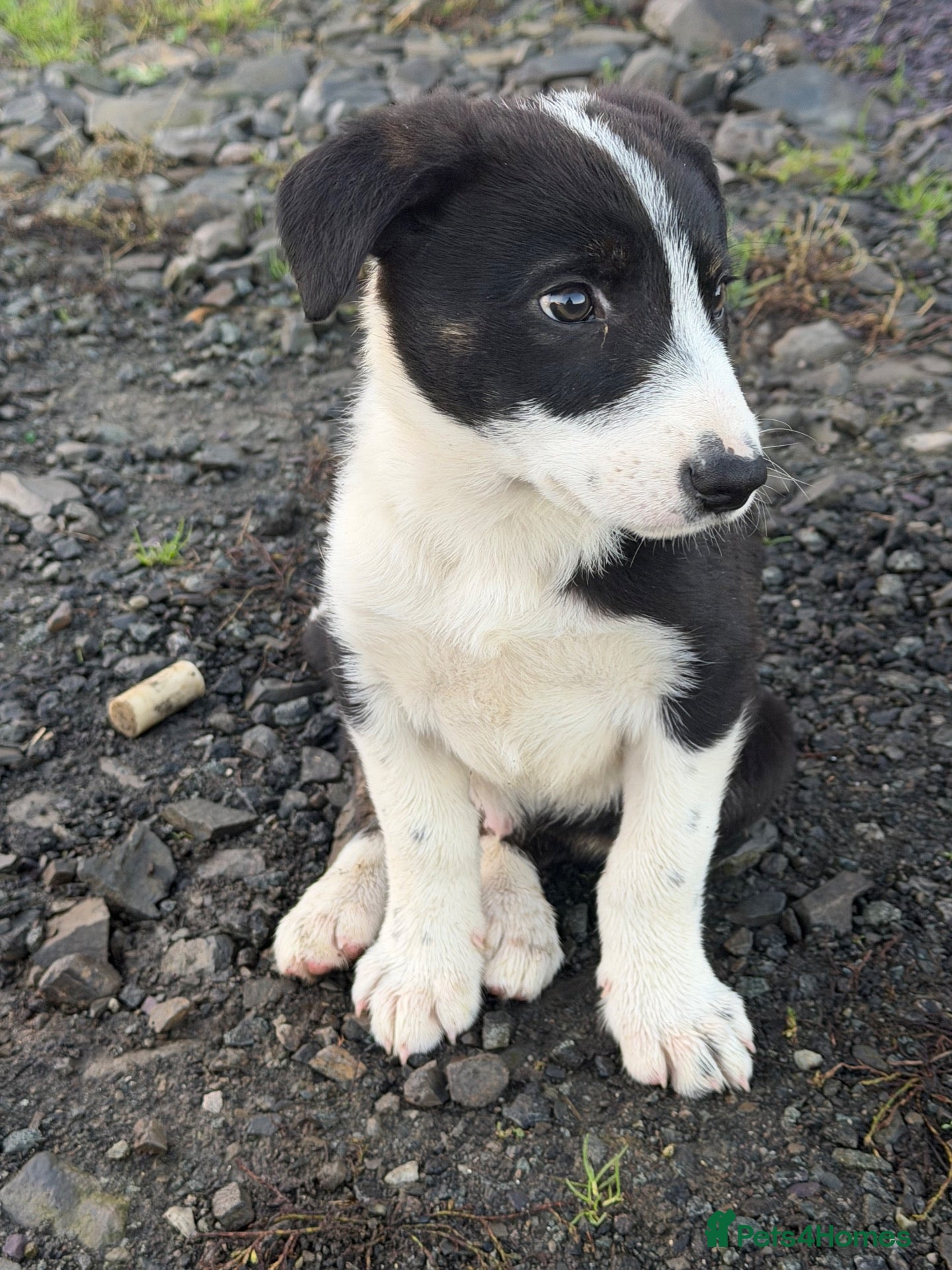 Border Collie dogs Border collie boy - Advert 1