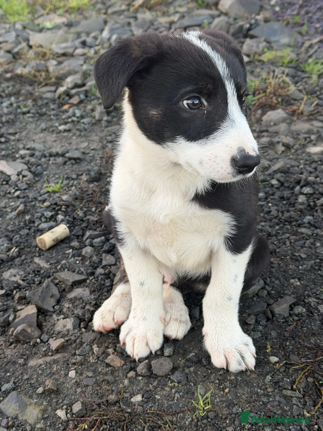 Border Collie dogs for sale: Border collie boy in Ruthin - Advert 1