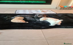 Mixed Breed dogs for sale: Havamalt pups - Image 9