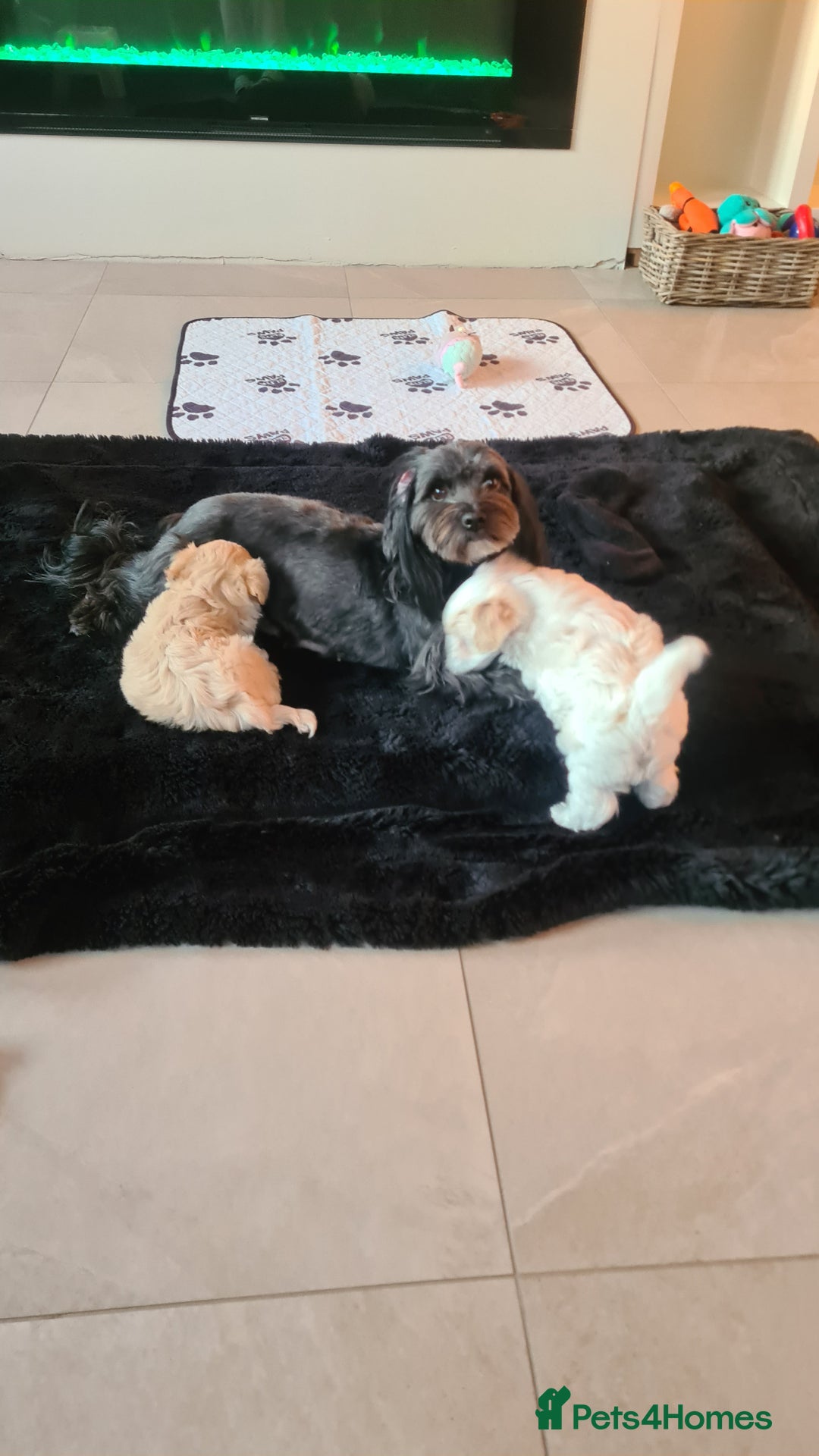Mixed Breed dogs for sale: Havamalt pups - Image 9