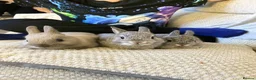 Netherland Dwarf rabbits for sale: Beautiful Netherland dwarf baby bunnies  - Advert 3