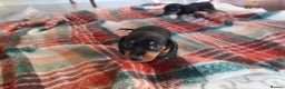Dachshund dogs for sale: Dachshund puppy’s  - Advert 15