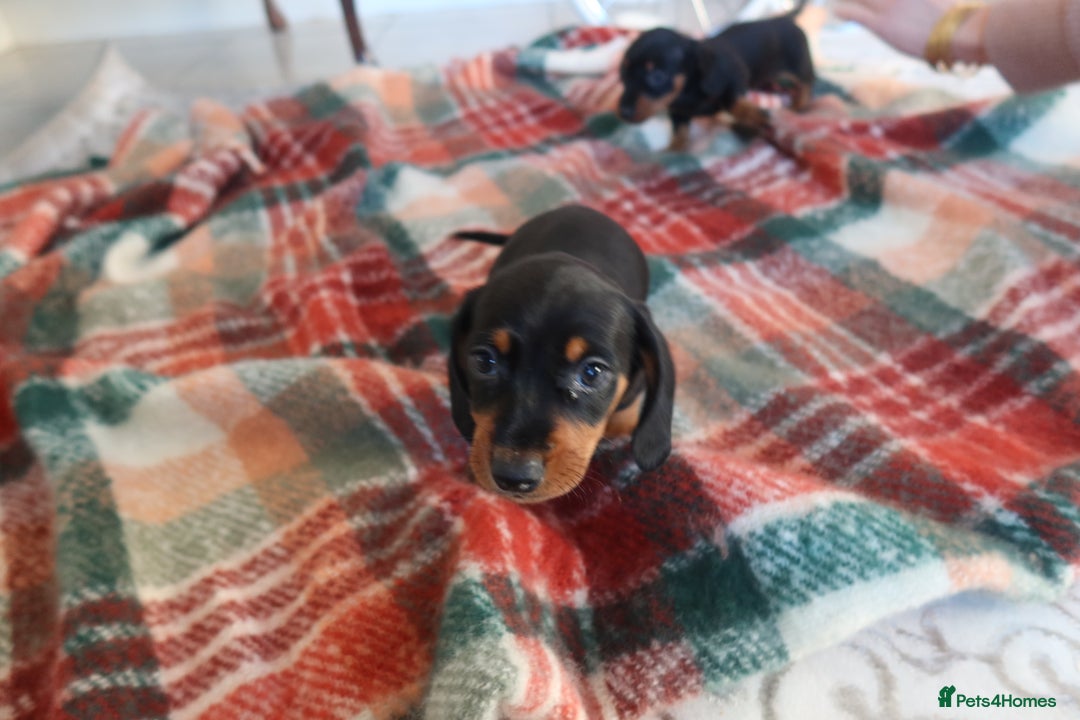 Dachshund dogs for sale: Dachshund puppy’s  - Advert 15