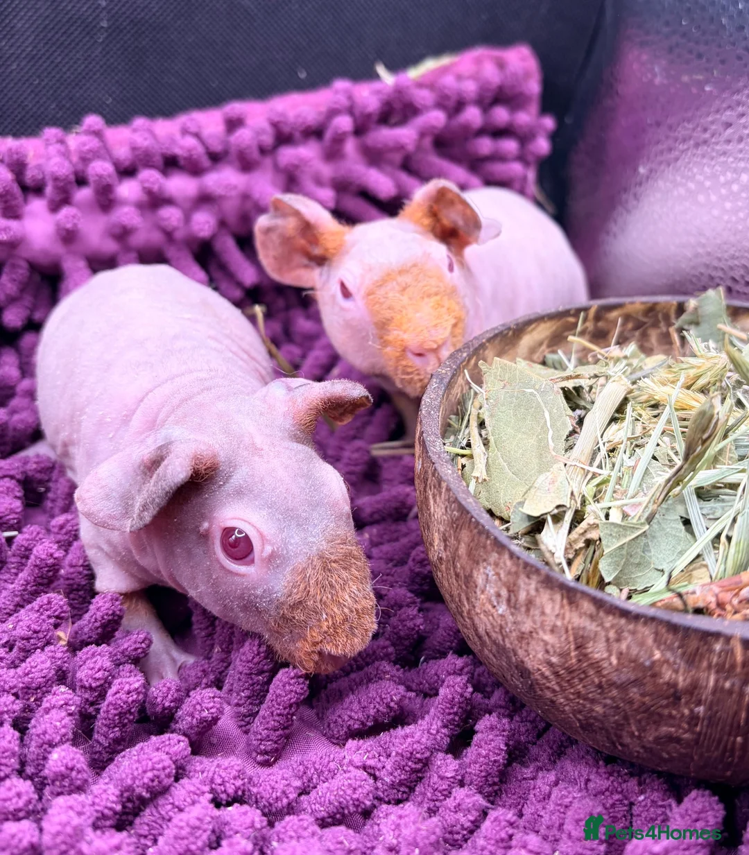 Guinea Pig rodents for sale: Pair of Boy Skinny Pigs - Advert 2