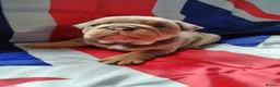 English Bulldog dogs for sale: KC REGISTERED BLUE TRI ENGLISH BULLDOGS FOR SALE - Advert 1