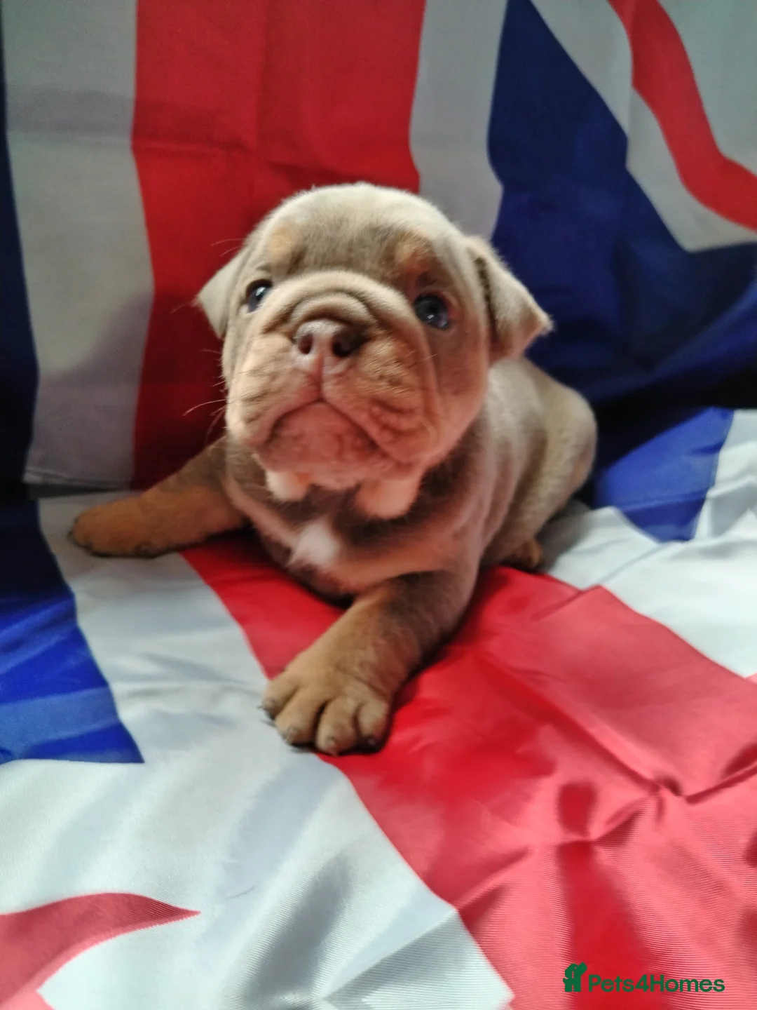 English Bulldog dogs for sale: KC REGISTERED BLUE TRI ENGLISH BULLDOGS FOR SALE - Advert 1