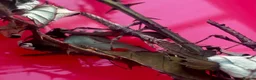Stick Insects invertebrates for sale: Spiny Stick Insects Looking for a New Home in Leicester - Advert 4