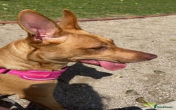 Labrador Retriever dogs for sale: skye x - Image 1