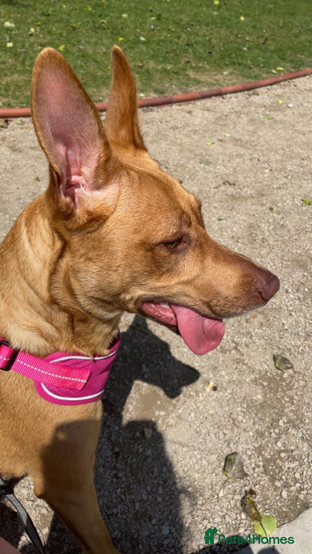 Labrador Retriever dogs for sale: skye x - Image 1
