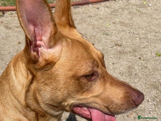 Labrador Retriever dogs - Advert 23