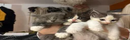 Ragcoon cats for sale: 🐾Seven Beautiful Radoll/Maincoon Kittens🐾 - Advert 2
