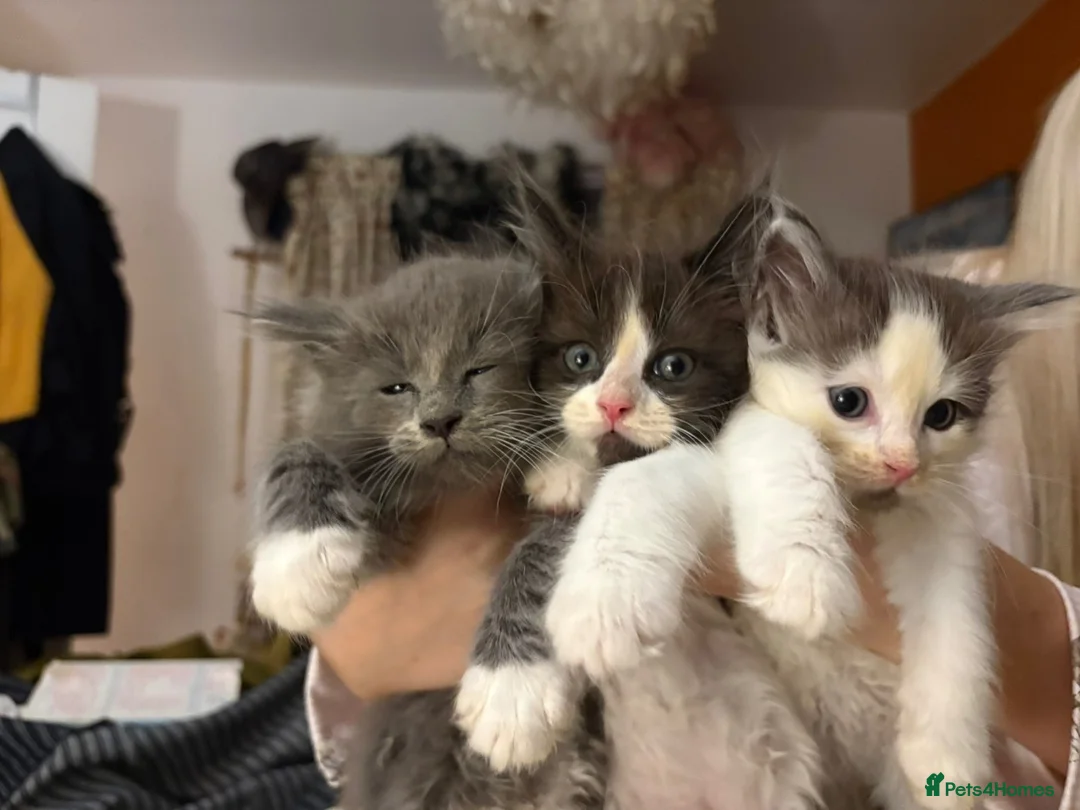 Ragcoon cats for sale: 🐾Seven Beautiful Radoll/Maincoon Kittens🐾 - Advert 2